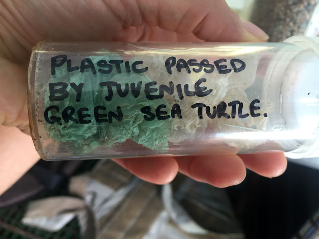 turtle-plastic